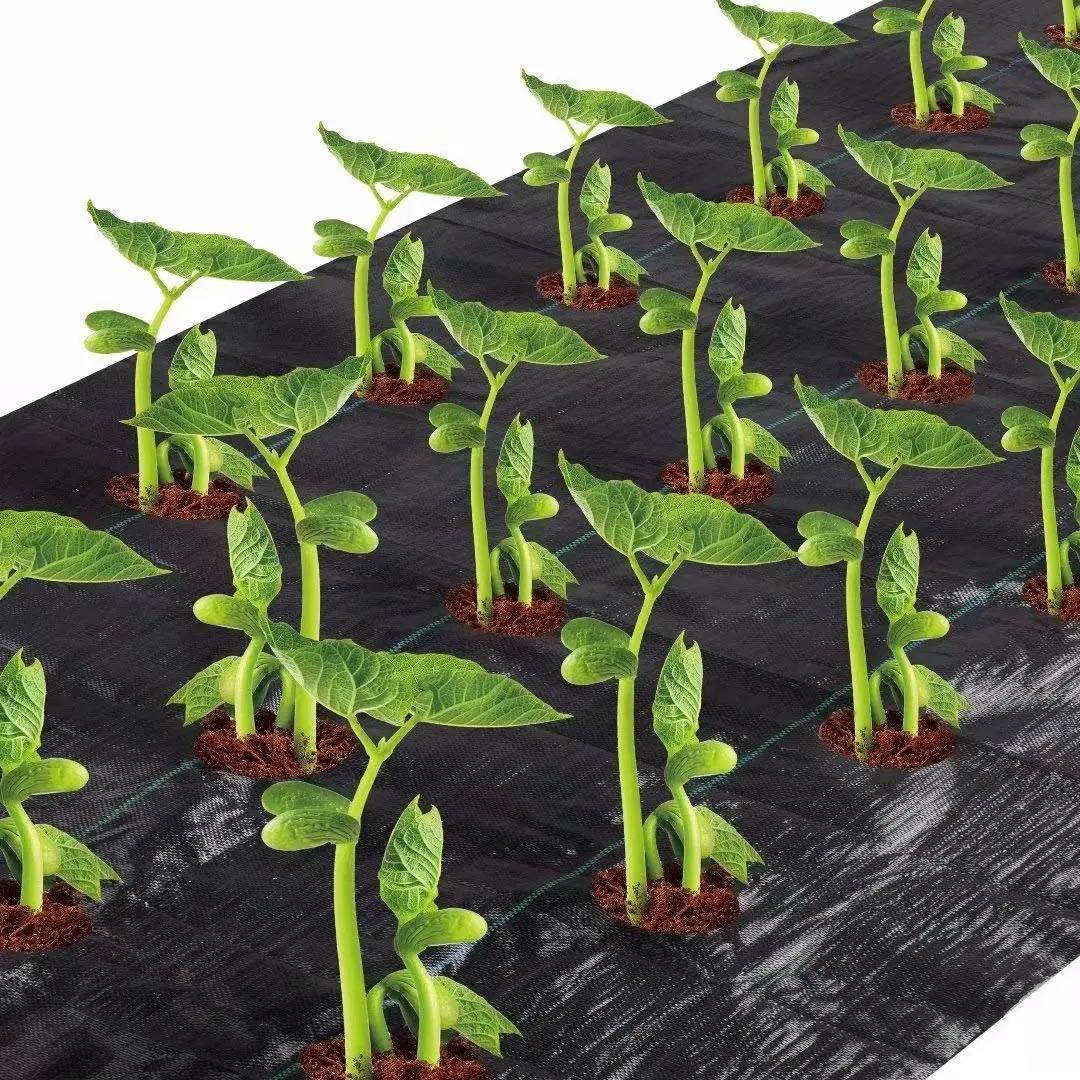 Easy-Plant Weed nights pour lit suréWer, tapis de jardin extérieur, polymères de jardin, trou de pla