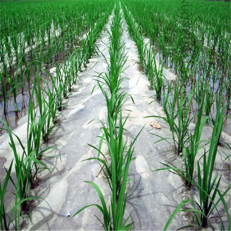 50m 0.6 ~ 2m d'épaisseur 0.01mm Agriculture Film blanc plantation de légumes Film de paillis en plas