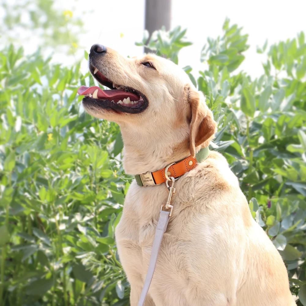 Ensemble de laisse de collier de chien personnalisé, collier de chien en cuir et Nylon, colliers d'é