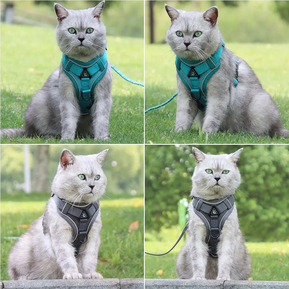 Ensemble harnais et laisse, accessoires pour animaux de compagnie, harnais pour petit chien, bouledo