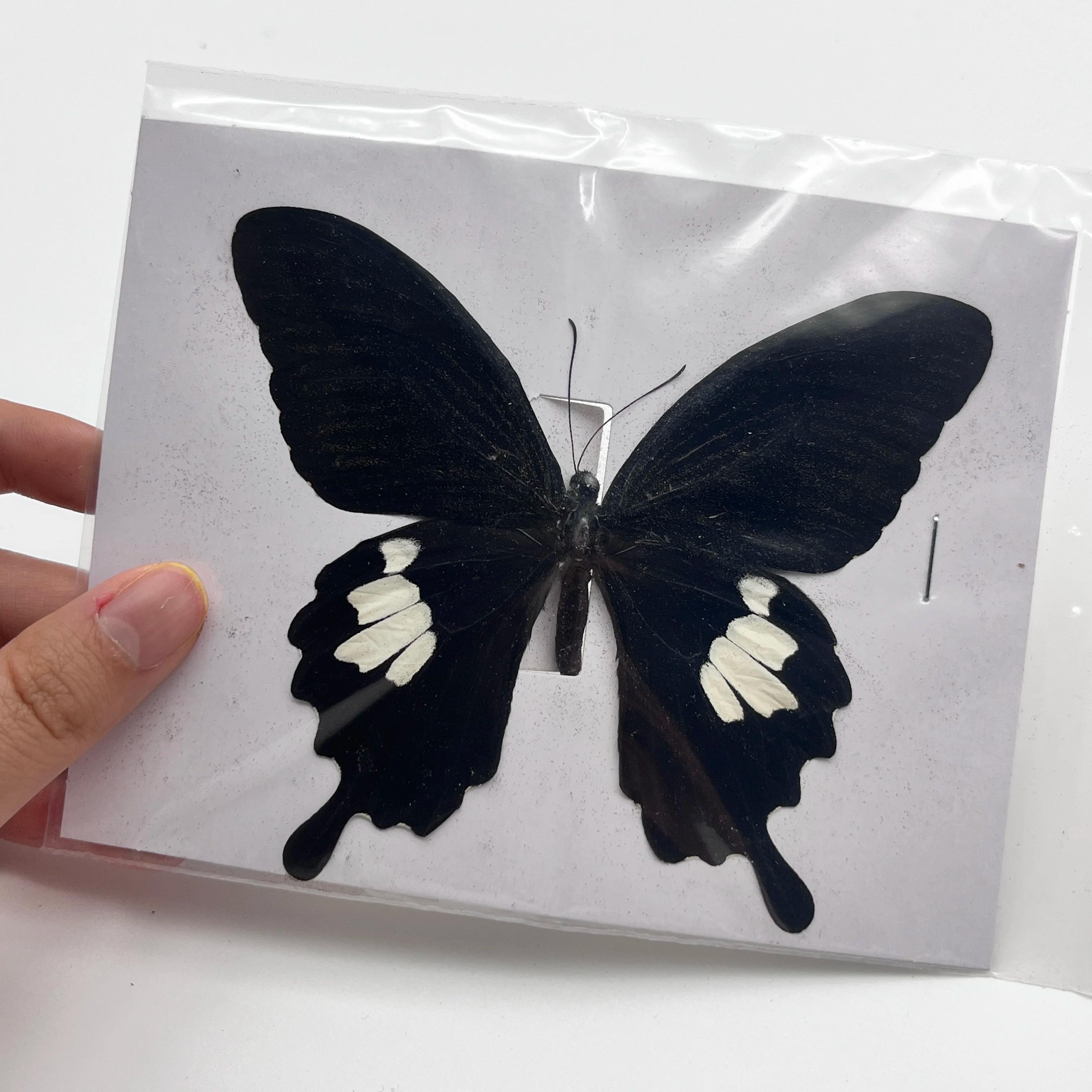 Figurines d'insecte en forme de papillon, accessoires de décoration pour la maison, Collection artis