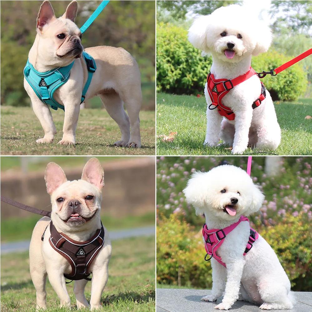 Ensemble harnais et laisse, accessoires pour animaux de compagnie, harnais pour petit chien, bouledo