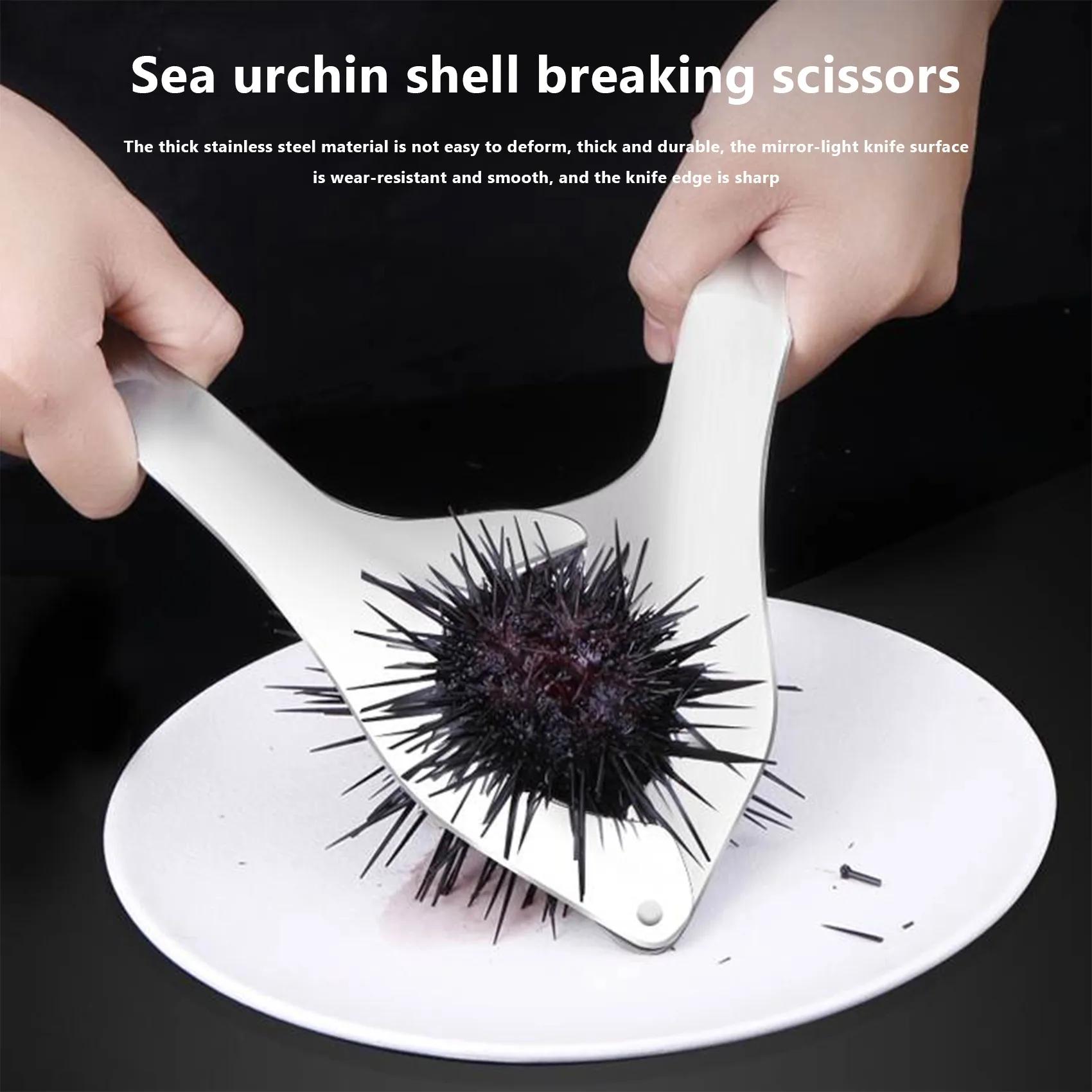 Ciseaux à coquille d'oursin en acier inoxydable, outils d'ouverture de coquille d'oursin, économie d
