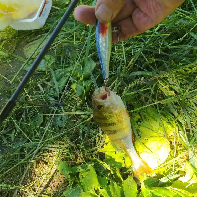 Leurre méné rigide flottant avec yeux 3D, appât Él, wobJeff, crankbait, matériel de pêche à la traîn