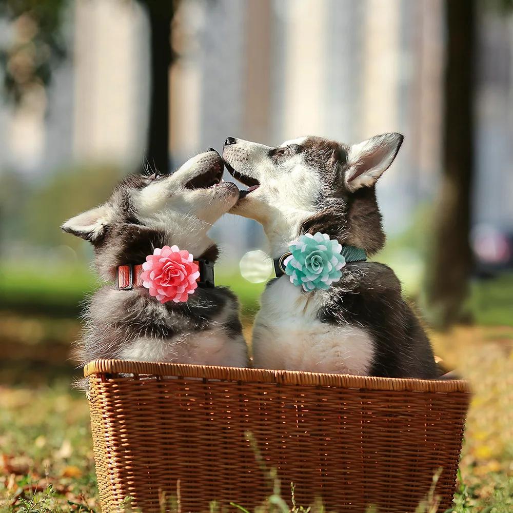 Collier à Grande Fleur pour Chien, Accessoire pour Animaux de Compagnie, 50px