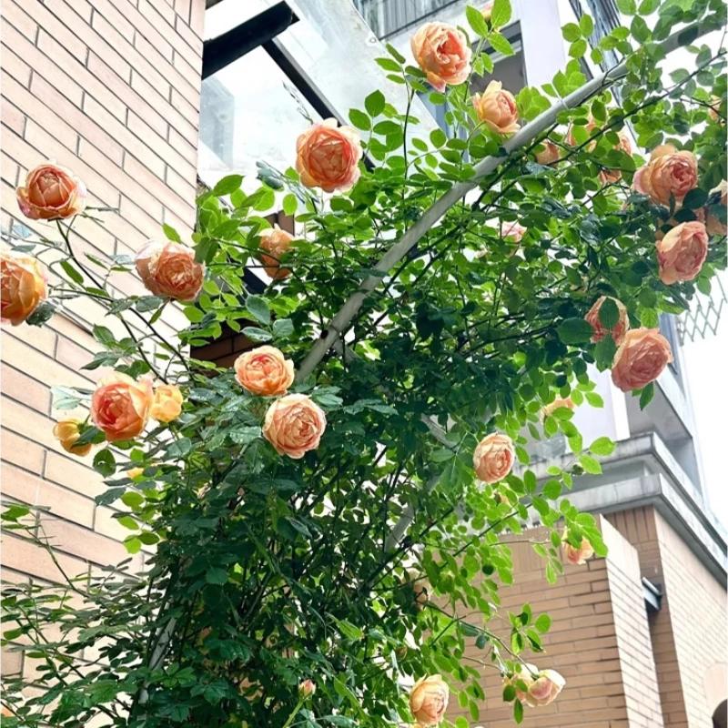 Support de jardin extérieur pour clématis ou roses, Support de vigne de raisin Durable, Support demi