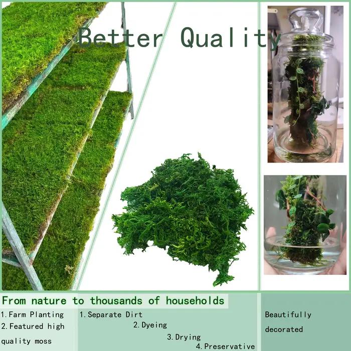 Mousse artificielle verte pour plante en pot, mélange d'orchidées, poteau de mousse de tourbe, artis